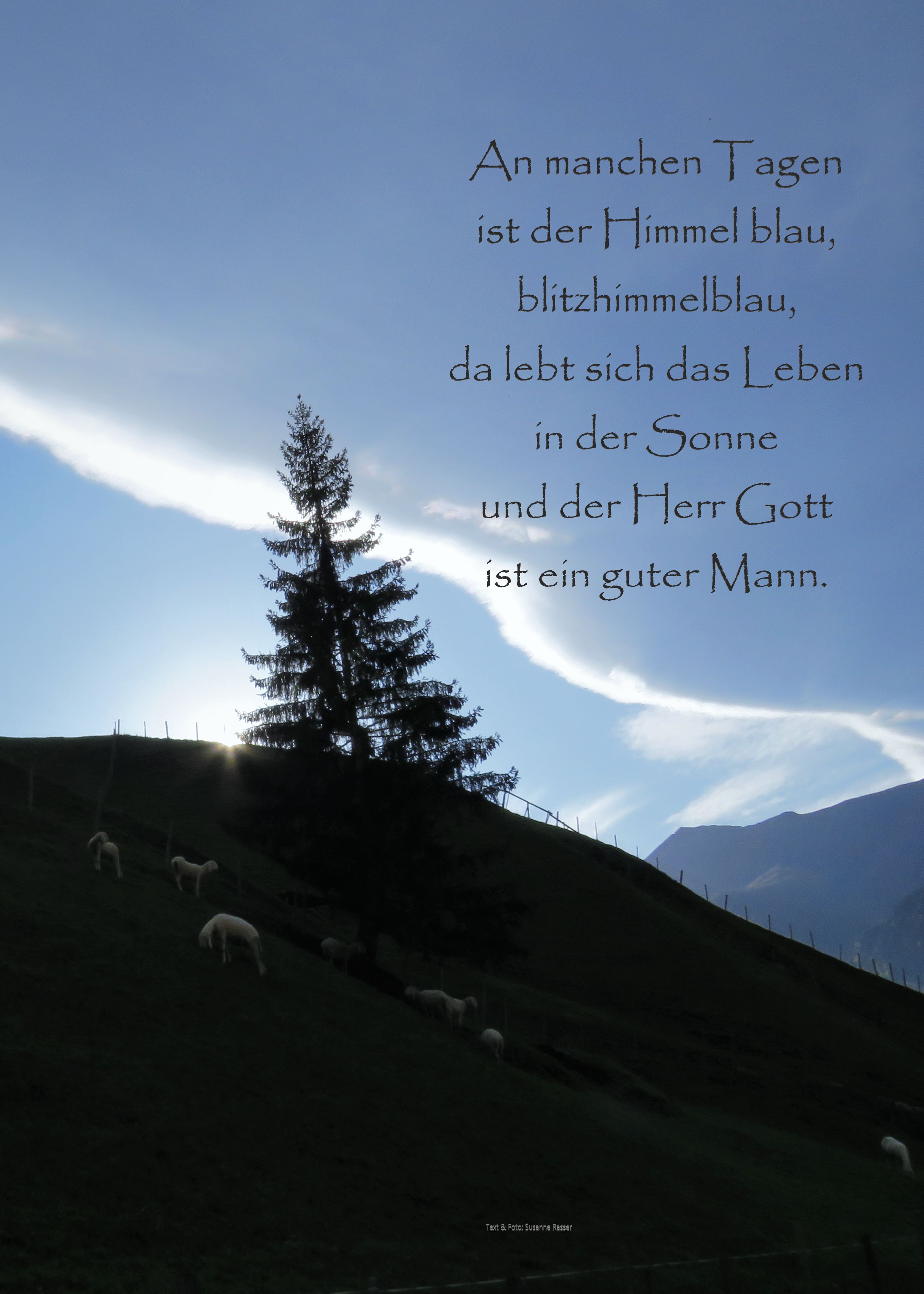 Schaf Ausstellung